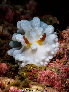 'Breakout' ... ! Wart Slug - Phyllidia sp. Ang Thong, Gul... by Stefan Follows 